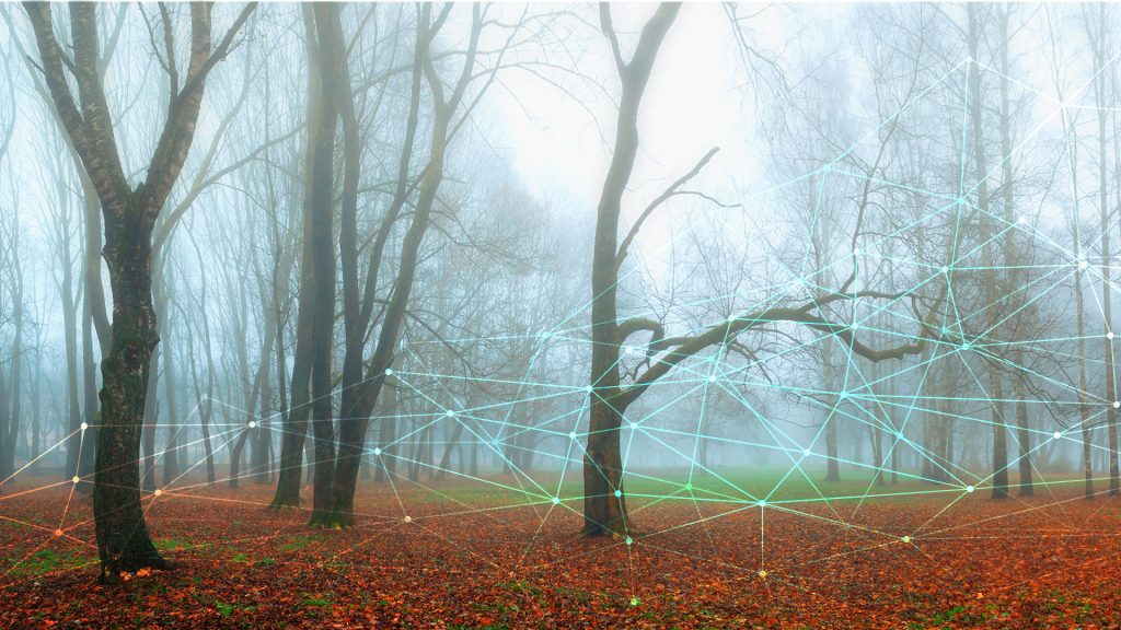Zdjęcie przedstawia mglisty, jesienny las z nagimi drzewami oświetlonymi chłodnym, białym światłem. Pierwszy plan pokryty jest dywanem czerwono-brązowych liści. Cała scena jest cyfrowo nałożona na świetlistą, geometryczną siatkę (sieć połączeń), która biegnie przez las, symbolizując technologię lub komunikację w naturalnym środowisku.